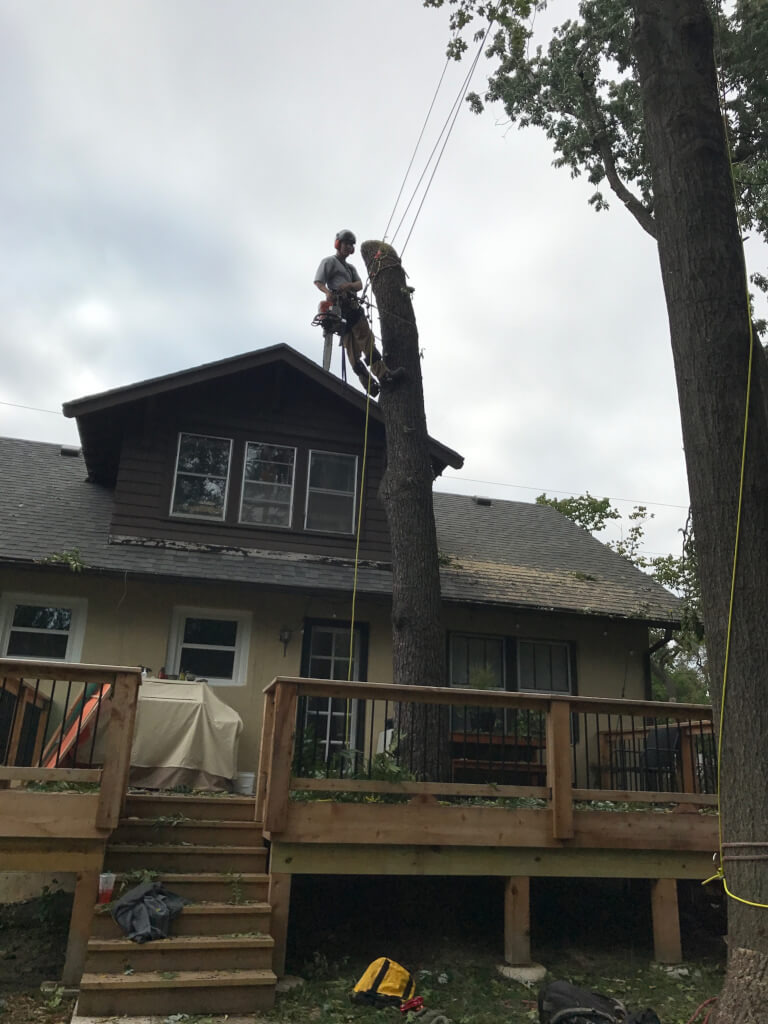 Tree Service LLC trusted arborist in Kansas City MO tree stump removal and tree trimming pruning 10