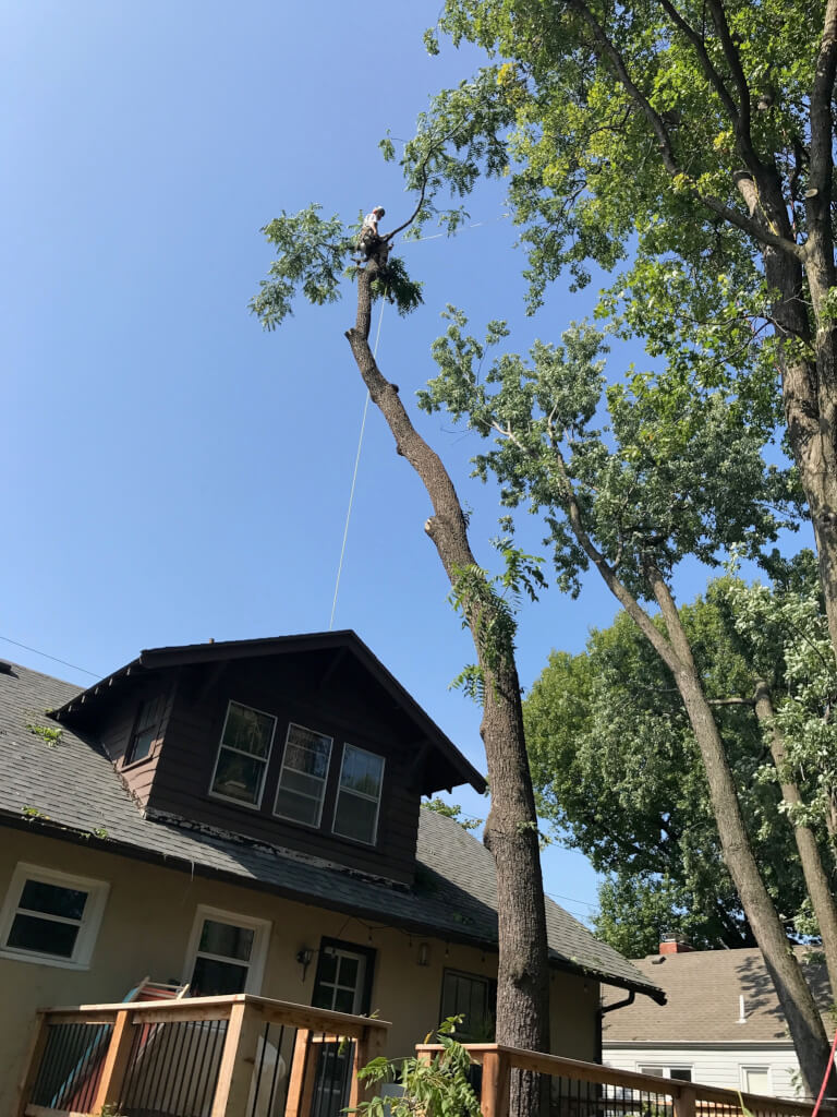 Tree Service LLC trusted arborist in Kansas City MO tree stump removal and tree trimming pruning 19