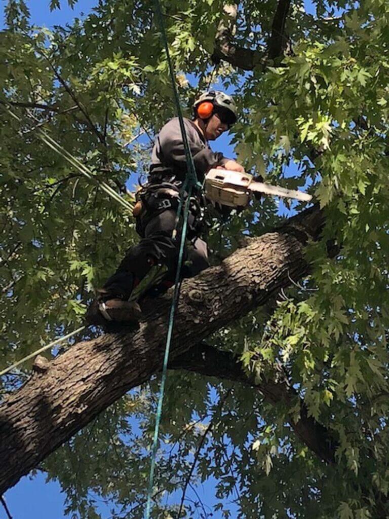 Tree Service LLC trusted arborist in Kansas City MO tree stump removal and tree trimming pruning 2