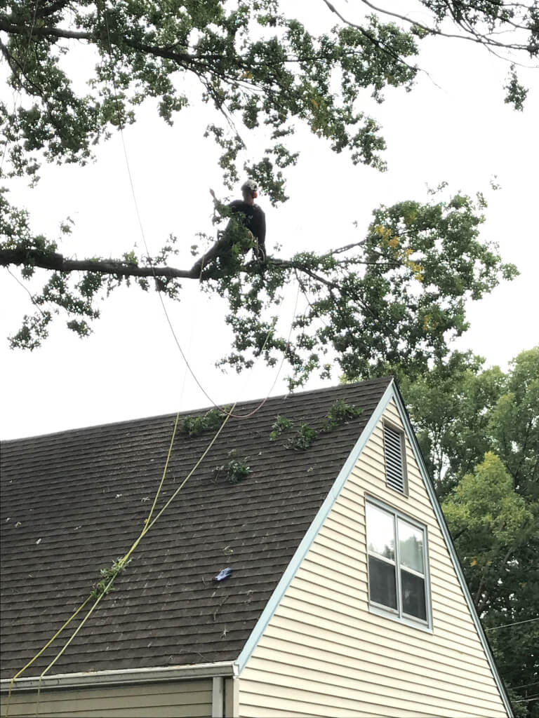 Tree Service LLC trusted arborist in Kansas City MO tree stump removal and tree trimming pruning 24