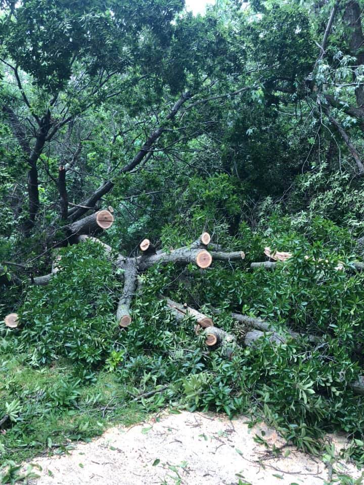 Tree Service LLC trusted arborist in Kansas City MO tree stump removal and tree trimming pruning 30
