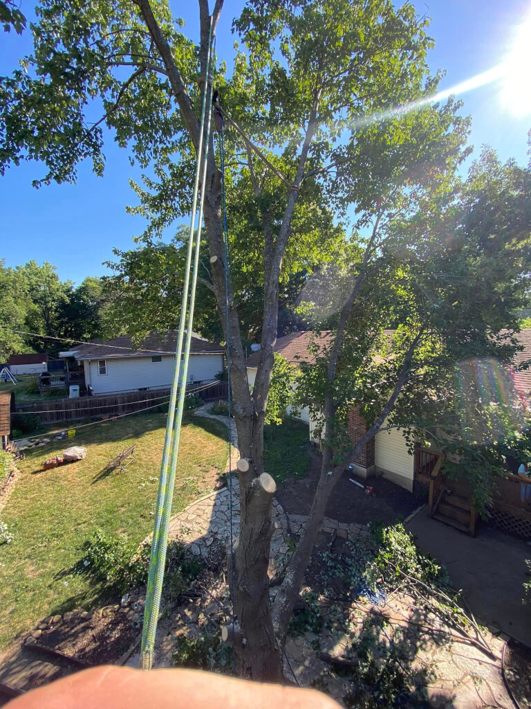 Tree Service LLC trusted arborist in Kansas City MO tree stump removal and tree trimming pruning 44