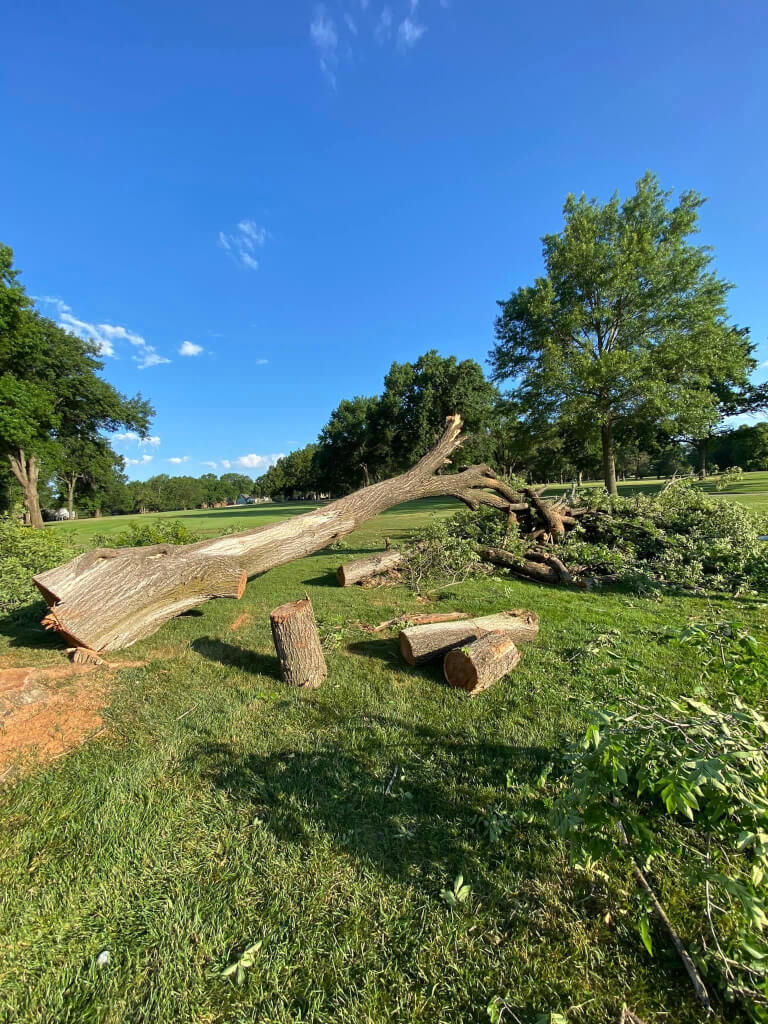 Tree Service LLC trusted arborist in Kansas City MO tree stump removal and tree trimming pruning 56