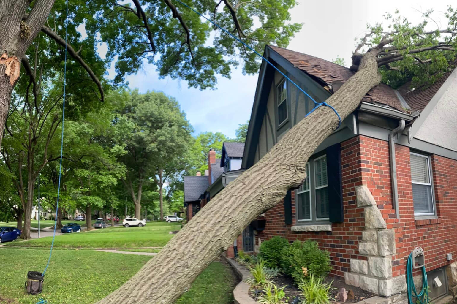 Tree Service LLC trusted arborist in Kansas City MO tree stump removal and tree trimming pruning icon 4